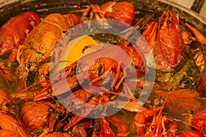 Cooking freshwater crayfish in a pan. Crayfish boil in boiling water, close-up. Cooking crayfish in boiling water