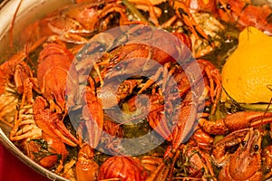 Cooking freshwater crayfish in a pan. Crayfish boil in boiling water, close-up. Cooking crayfish in boiling water