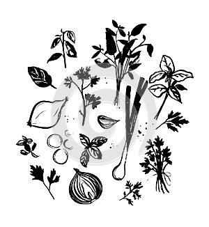 Cooking herbs and seasoning. Ink illustrations of various onion sliced, leek, parsley, thyme, bunch of basil. Drawings