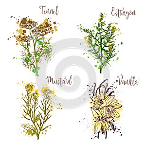 Cooking herbs and spices in watercolor style .Fennel, estragon, mustard, vanilla.