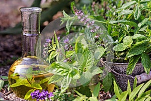 Cooking and homeopathy with medical plants