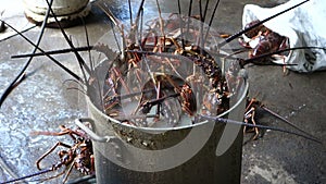 Cooking lobsters on a gas cracker