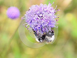 Cookoo bumblebee Bombus norvegicus on flower