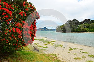 Cooks Beach, New Zealand