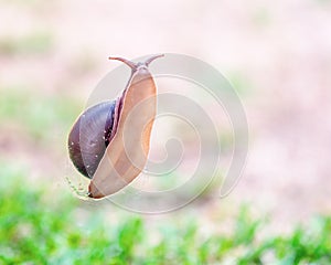 A Cooktown Bi-Colored Snail