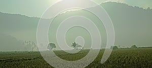 cool air, accompanied by hinau plants which are so fresh and beautiful with fresh air