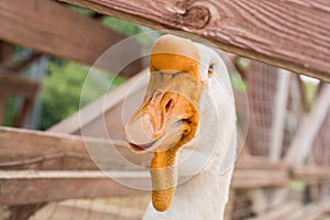 Cool angry white goose with orange nose close up