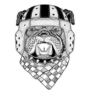 Cool animal wearing rugby helmet Extreme sport game Bulldog Hand drawn vintage image for t-shirt, tattoo, emblem, badge