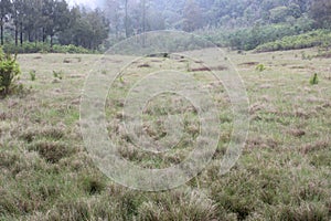 argopuro mountain meadow