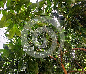 Cool atmosphere under a shady tree