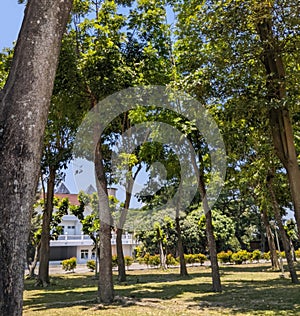 cool atmosphere under the trees in the park/trees lined up in the park