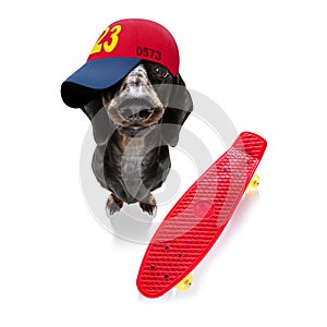 cool baseball cap urban dog