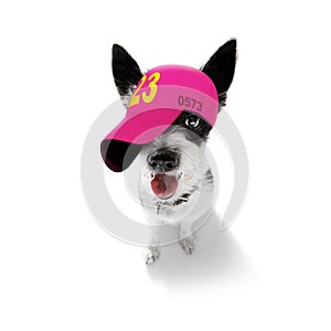 Cool baseball cap urban dog