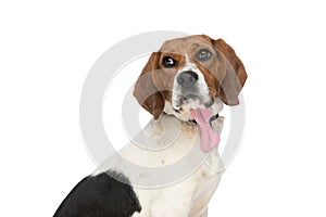 Cool beagle dog posing with elegance and attitude