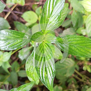 The cool and beautiful chlorophyll on green leaves in Indonesian forests offers true beauty