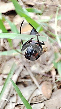 a cool bee hanging on a leaf
