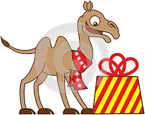 Cool camel receiving a Christmas gift