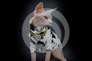 Cool Canadian hairless sphinx cat in fashion white black mixed coat Black and golden necklace, creative cat model photo