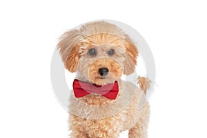 Cool caniche dog wearing a red bowtie at neck photo