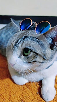 cool cat with glasses