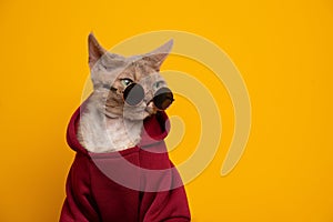 cool cat portrait. lilac devon rex cat wearing red hoodie and round sunglasses