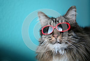 Cool Cat with Shades photo
