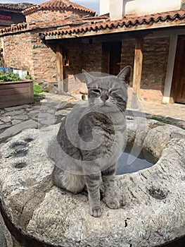 Cool cat sitting on a rock