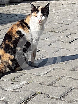 Cool cat in street