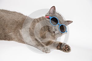 Cool Cat with sunglasses