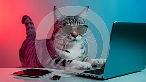 Cool cat in sunglasses typing on laptop in hackerinspired settin. Concept Cat, Sunglasses, Laptop,