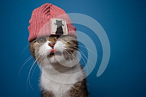 cool cat wearing beanie on blue background