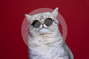cool cat wearing sunglasses funny portrait