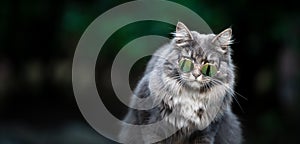 Cool cat wearing sunglasses outdoors with copy space