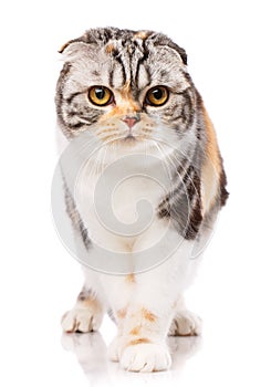 Cool cat on a white background. Beautiful Thoroughbred Cat Portrait