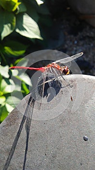 Cool close up of a red dragonfly