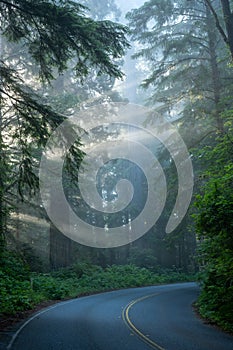 Cool Colored Light Rays Through Redwood Forest