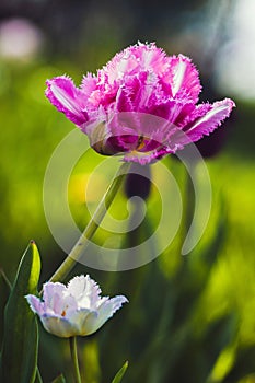 Cool Crystal Tulip and one small white tulip.