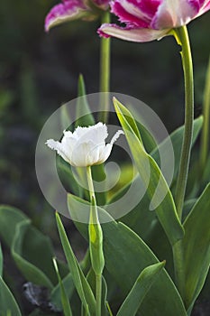 Cool Crystal Tulip. Sunset light.