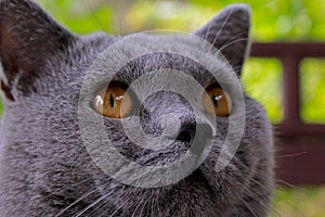 Cool and cute Chartreux cat photo