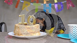 Cool dachshund dog in leather jacket celebrates decade and eats tasty festive cake with candles in shape of numbers