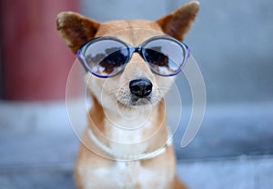 Cool Dog