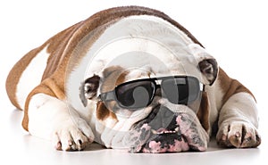 Cool dog