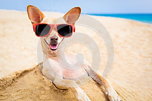 Cool dog at the beach