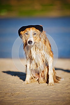 Cool dog in a cap on the beach