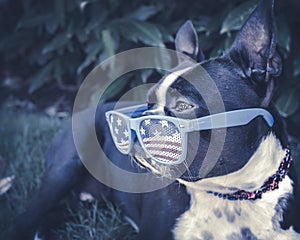 Cool Dog Chilling in Shade Wearing USA Glasses