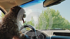 Cool dog driver driving a car confidently looks at the road