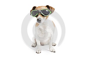 Cool dog with glasses