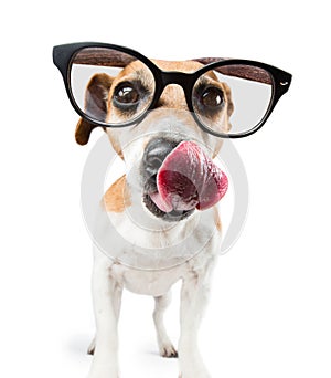 Cool dog with glasses is licking