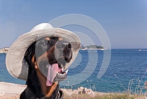Cool dog with hat enjoying the sun