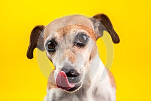 Cool dog is looking at the camera and licking. Close-up portrait on a yellow background